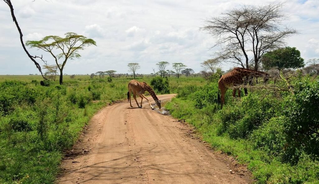 Tanzania